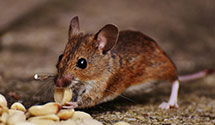 Find Exterminators in Freeborn County